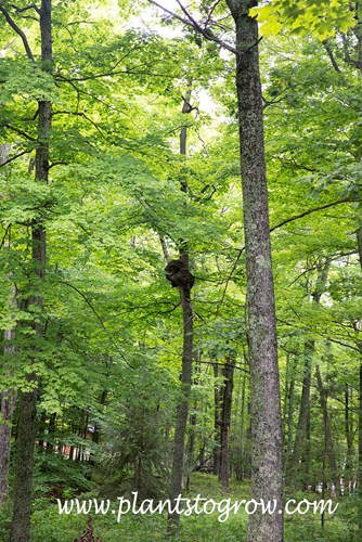 A burl on the side of a trunk of a Maple tree.
